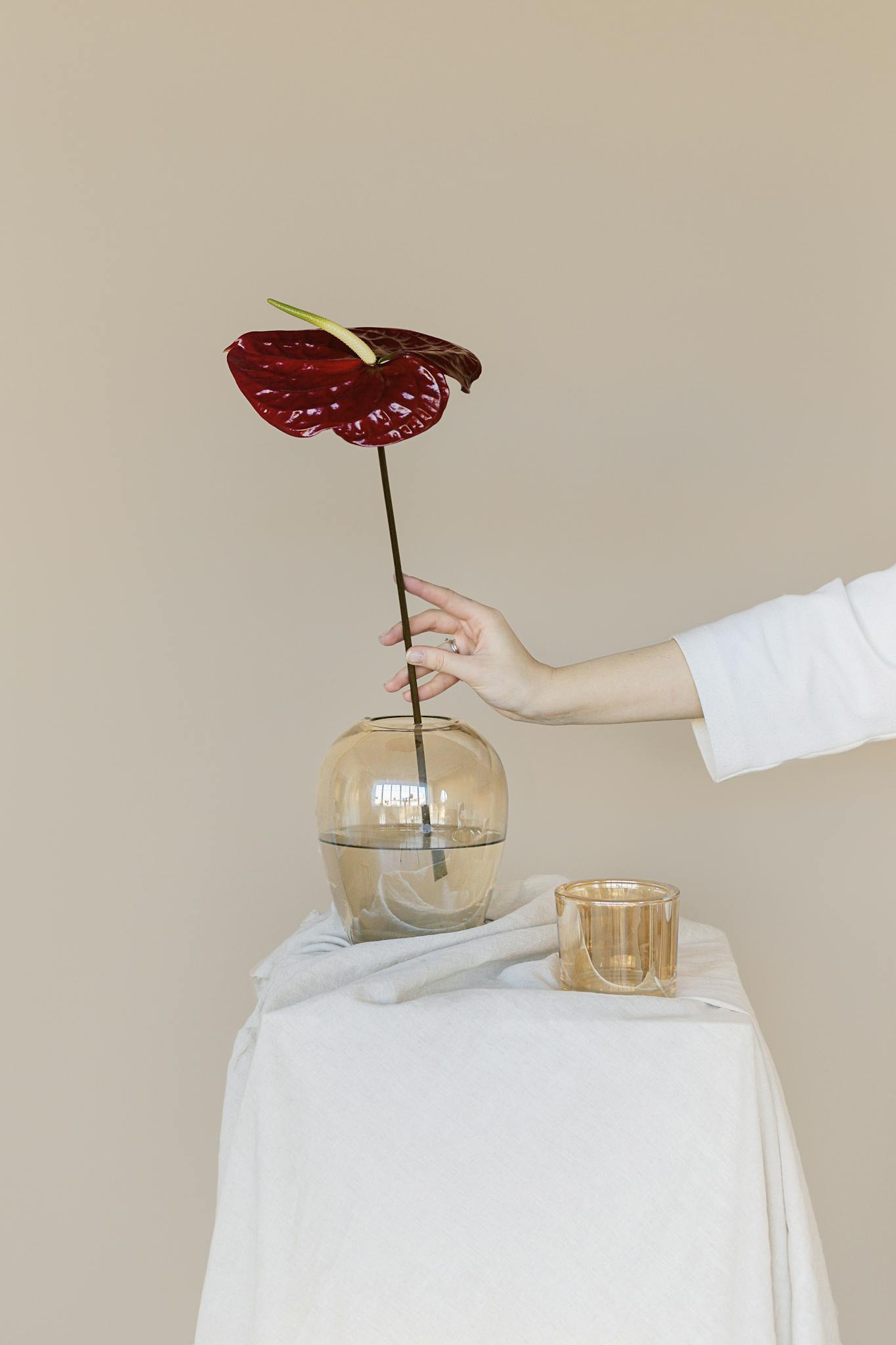 A minimalist setup with an Anthurium in a glass vase and a subtle beige background.